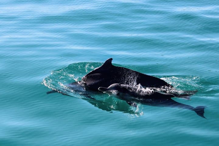 Marine Big 5 Safari from Gansbaai: Dyer Island Boat Trip & Penguin Sanctuary photo 4