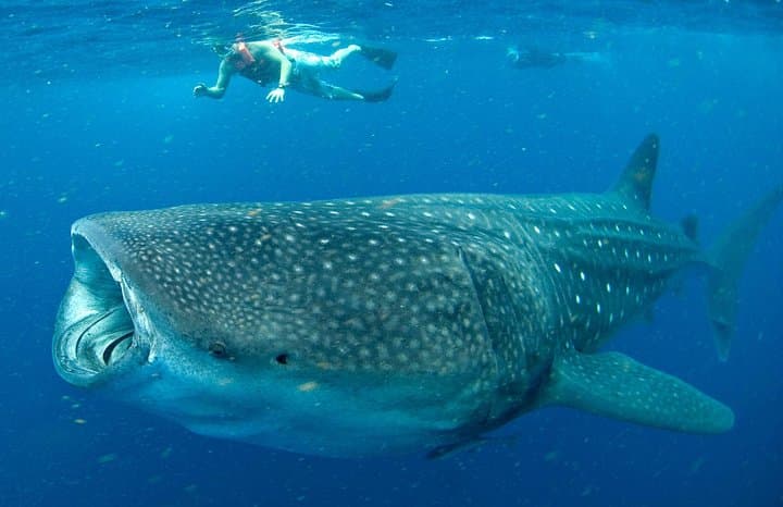 Swim with Whale Sharks in Cancun: Small-Group Snorkel Adventure