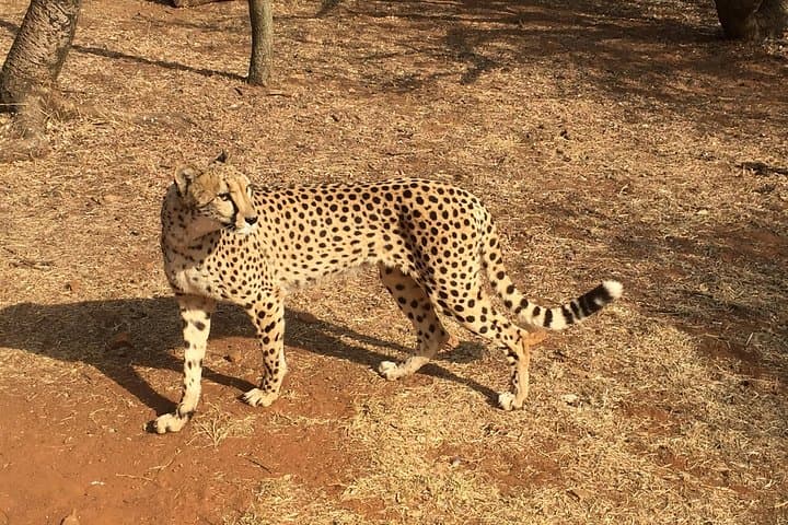 Ann van Dyk Cheetah Centre Half-Day Tour: Cheetahs, Wild Dogs & Conservation Near Johannesburg