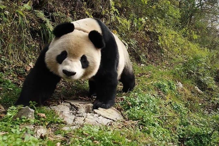 Chengdu Panda Base, Leshan Giant Buddha & Sichuan Cooking: 3-Day Cultural and Wildlife Escape photo 4