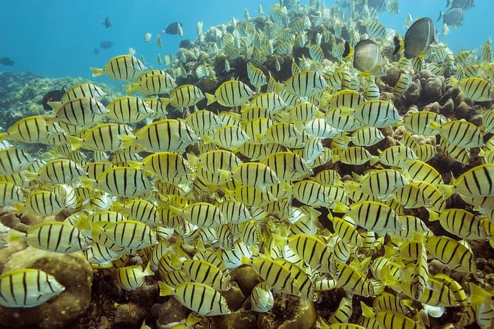 Snorkel Pelican Rock Cabo San Lucas: Glass-Bottom Boat Tour, Snorkeling & Photos photo 4