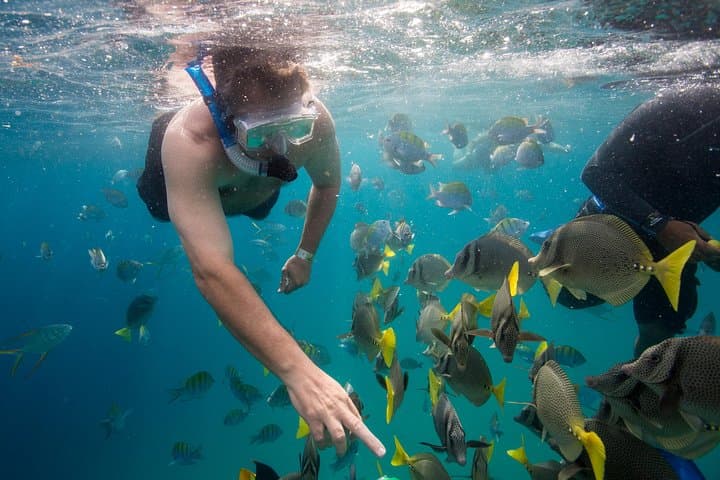 Snorkel Pelican Rock Cabo San Lucas: Glass-Bottom Boat Tour, Snorkeling & Photos