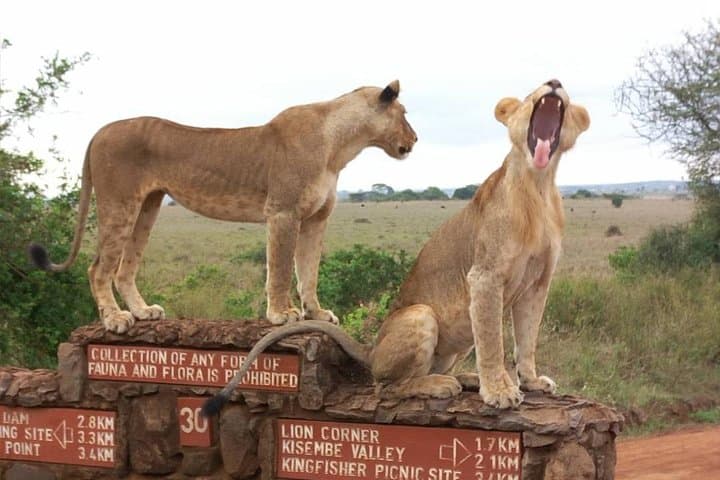 Explore Nairobi National Park: Africa’s Urban Wildlife Sanctuary Experience