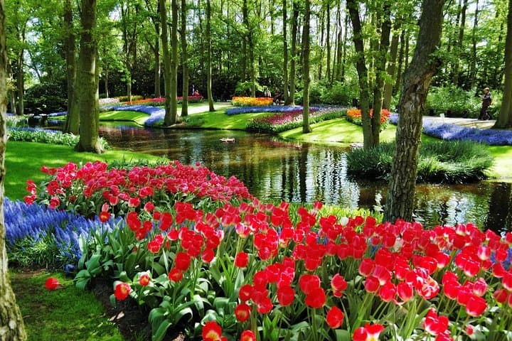 Keukenhof Gardens Day Trip from Amsterdam — Guided Tulip Park Visit photo 3