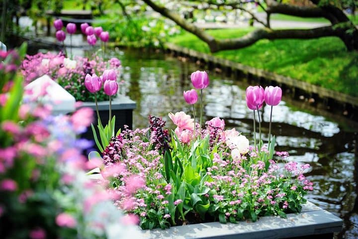 Keukenhof Gardens Day Trip from Amsterdam — Guided Tulip Park Visit photo 4