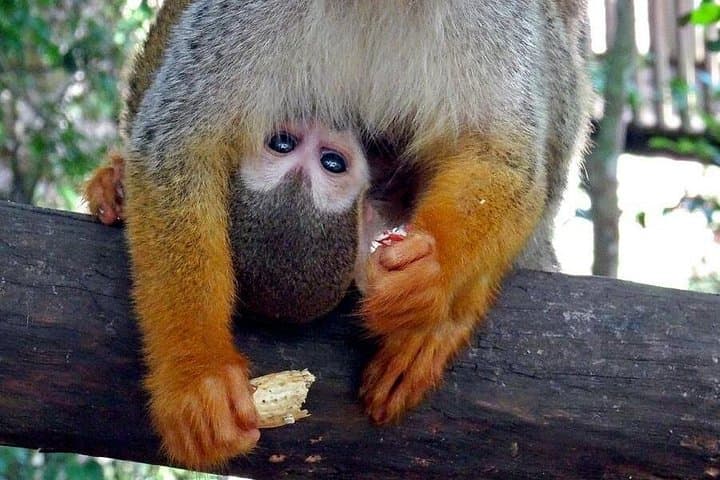 Puerto Plata Zipline and Monkeyland Adventure — Cabarete Jungle Canopy Tour photo 4