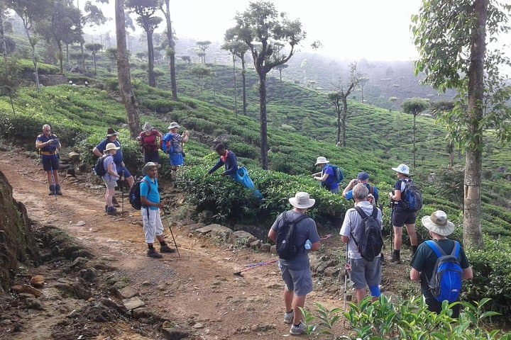 Trekking and Picnic Through Sri Lanka's Uva Tea Plantations photo 2