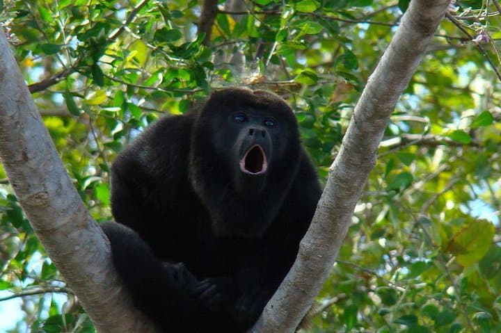 Wild Monkey Tour from Tulum: Private Half‑Day Jungle Wildlife Experience