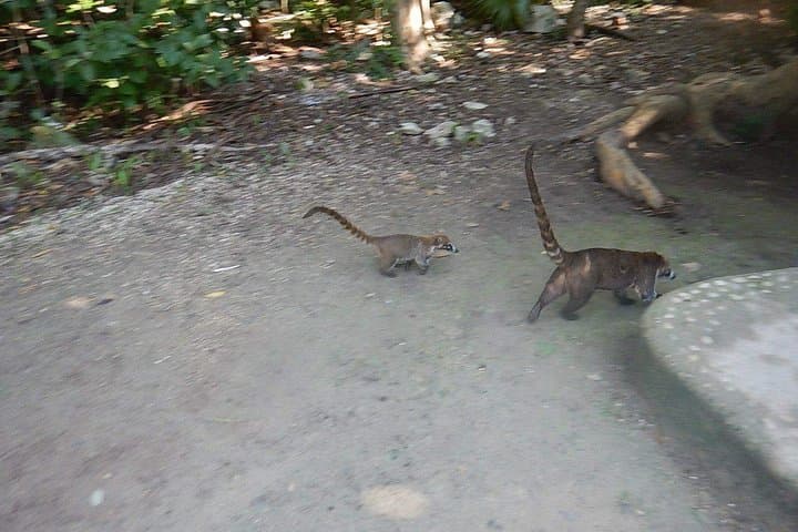 Wild Monkey Tour from Tulum: Private Half‑Day Jungle Wildlife Experience photo 2