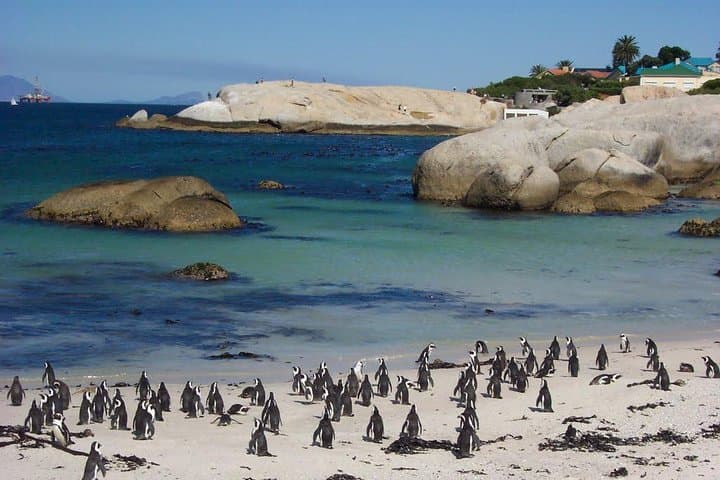 Cape Town Private Tour: Table Mountain Cable Car, Chapman’s Peak & Cape Point Penguins photo 3