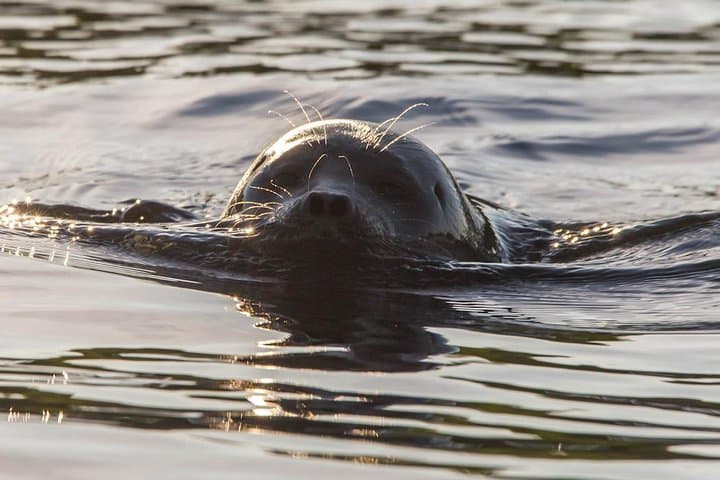 Puumala Saimaa Seal Cruise — Electric Boat Wildlife and Archipelago Tour