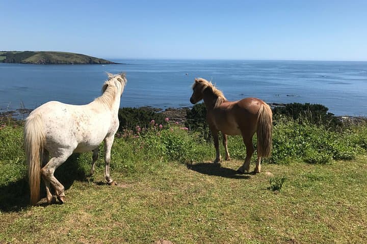 Private Phillip Island Day Tour & Penguin Parade — Koalas, Cape Woolamai & Wildlife photo 3