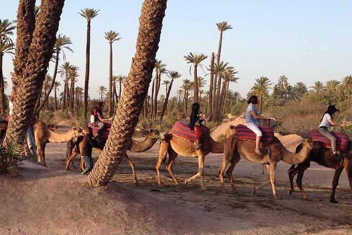 Sunset Camel Ride Through Marrakech Palmeraie with Berber Tea photo 2