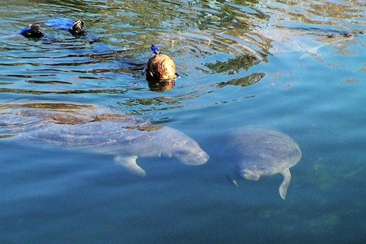 Swim with Manatees in Crystal River: A Guided Morning Snorkel Adventure
