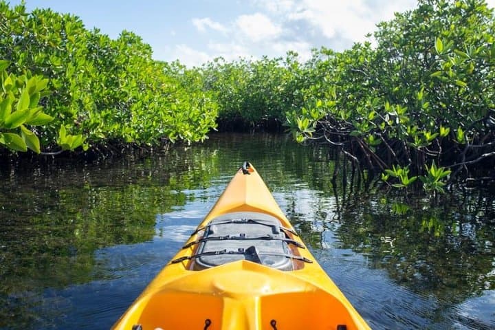 Paddle and Fish Bali's Mangrove Forest: Canoe Eco Tour from Kuta photo 2