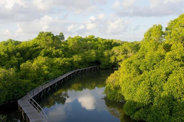 Paddle and Fish Bali's Mangrove Forest: Canoe Eco Tour from Kuta photo 5