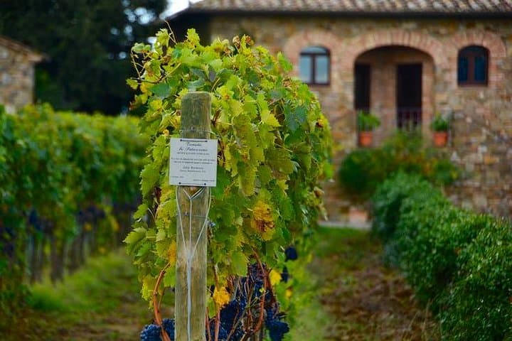 Brunello Day Trip from Florence: Montalcino Wineries & S. Antimo Abbey photo 5