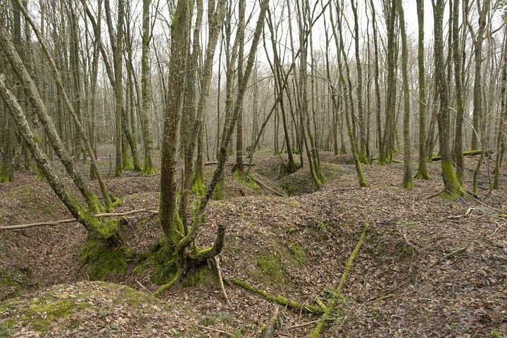 Argonne Forest WW1 Trench & Bunker Walk — Guided 3-Hour Battlefield Tour
