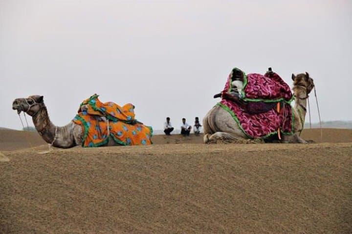 Sunset Camel Safari at Sam Sand Dunes — Half-Day from Jaisalmer photo 3