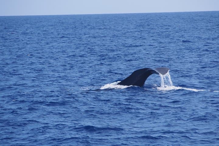 Funchal Sea Safari: High-Speed Dolphin, Whale & Turtle Watching photo 3