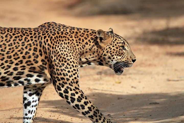 Double-Header Safari: Yala and Bundala One-Day Wildlife Drive