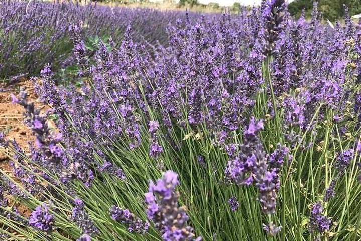 Lavender in Sault: Half-Day Small-Group Tour from Avignon photo 5