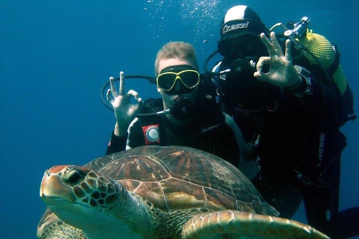 Try Scuba Diving with Turtles in South Tenerife — 2-Hour Boat Intro Dive