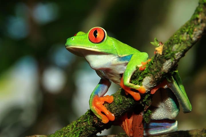 Arenal Natura Eco Park Photography Tour — Capture Red-Eyed Tree Frogs & Tropical Wildlife