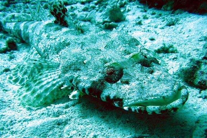 Utopia Island Snorkel Day Trip from Hurghada & Safaga photo 5