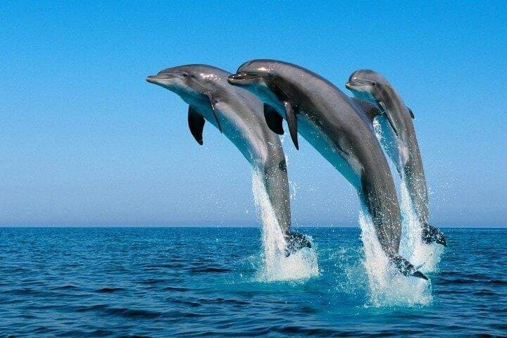 Full-Day Snorkel with Dolphins at Round House, Hurghada photo 3