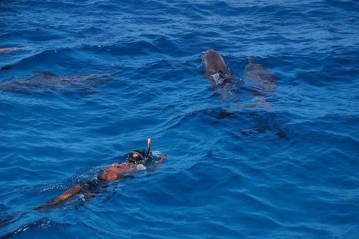Full-Day Snorkel with Dolphins at Round House, Hurghada photo 6