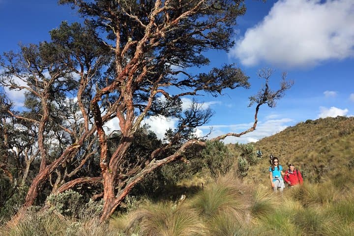 Hike Cajas National Park: Cloud Forest, Moorlands & Polylepis Walk from Cuenca