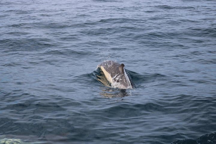 Whale Watching and Off‑Road Jeep Tour on Terceira Island photo 3