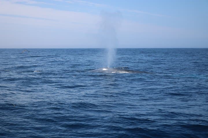 Whale Watching and Off‑Road Jeep Tour on Terceira Island photo 5