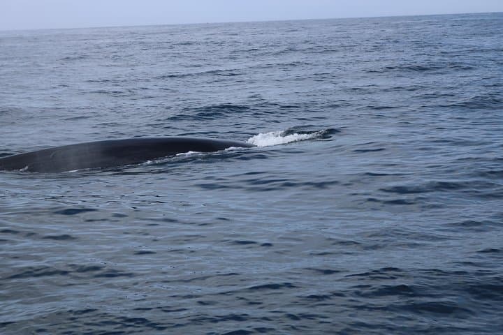 Whale Watching and Off‑Road Jeep Tour on Terceira Island photo 6