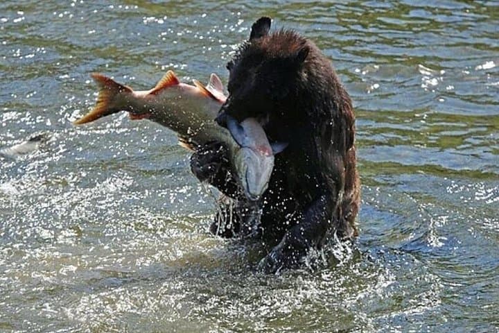 Ketchikan All In One: Totems, Salmon & Coastal Wildlife Tour photo 1