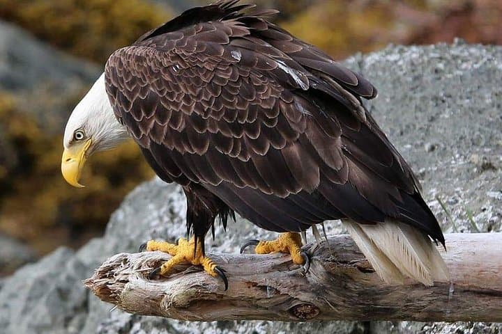 Ketchikan All In One: Totems, Salmon & Coastal Wildlife Tour photo 2