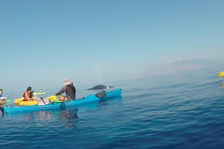 Makena Whale Watching and Snorkel — Kayak With Humpback Whales in South Maui photo 1