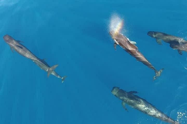 Private Maui Whale-Watching Air Tour — 60-Minute Aerial Humpback Safari photo 3