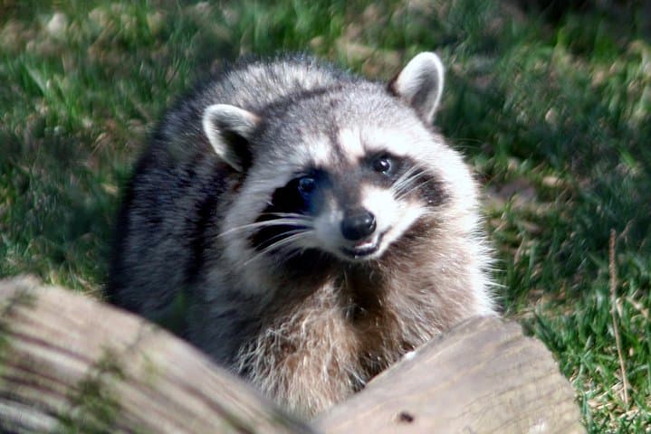 Inside Kamloops BC Wildlife Park: A Practical Visitor's Guide to Wildlife, Rehab and Family Fun photo 2