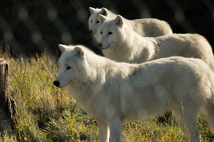 Inside Kamloops BC Wildlife Park: A Practical Visitor's Guide to Wildlife, Rehab and Family Fun photo 3