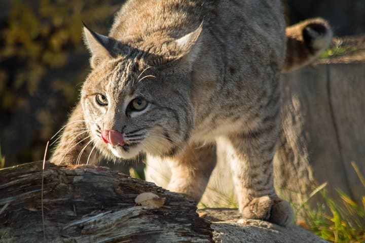 Inside Kamloops BC Wildlife Park: A Practical Visitor's Guide to Wildlife, Rehab and Family Fun photo 4