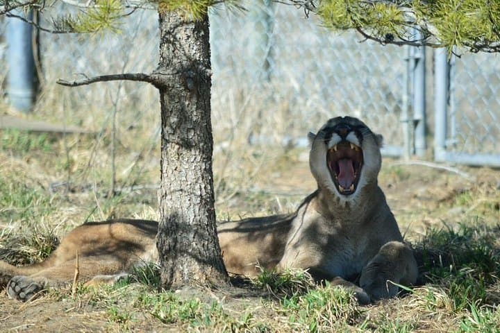 Inside Kamloops BC Wildlife Park: A Practical Visitor's Guide to Wildlife, Rehab and Family Fun photo 5