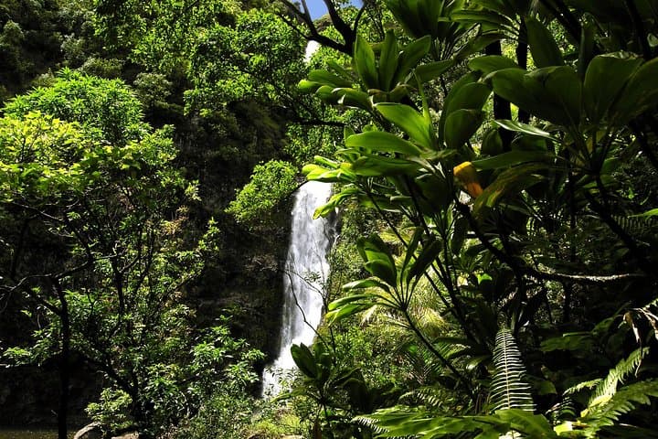 Luxury Road to Hana Small-Group Tour — Waterfalls, Black Sand & Picnic on Maui photo 2