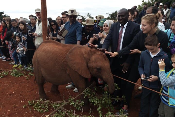 Half-Day Visit to David Sheldrick Elephant Orphanage in Nairobi photo 5