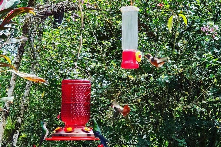 Middle of the World & Alambi Hummingbirds: Full-Day Private Quito Excursion photo 1