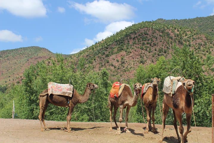Marrakech to the Atlas: 3 Valleys Waterfalls & Camel Ride Day Trip photo 4