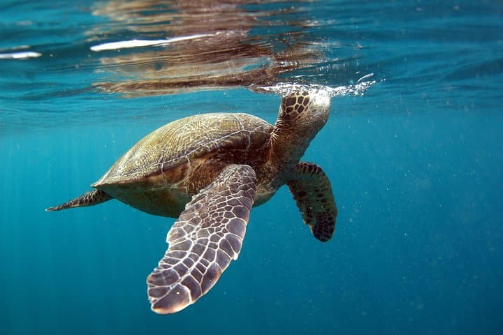 Makena Private SUP Lesson — Paddle with Turtles in South Maui photo 3