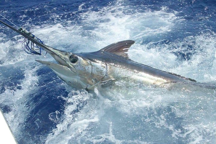 Private Big-Game Fishing Charter in St Lucia — Blue Marlin, Sailfish & Wahoo photo 4