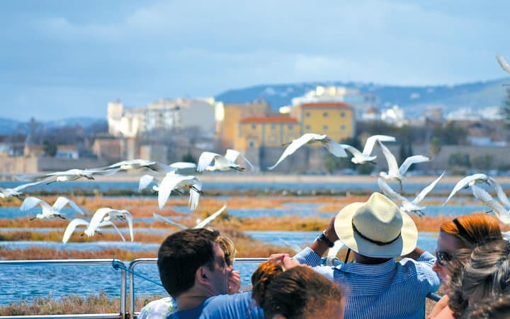 Ria Formosa Eco Tour from Faro: Ilha Deserta by Marine Biologist photo 4